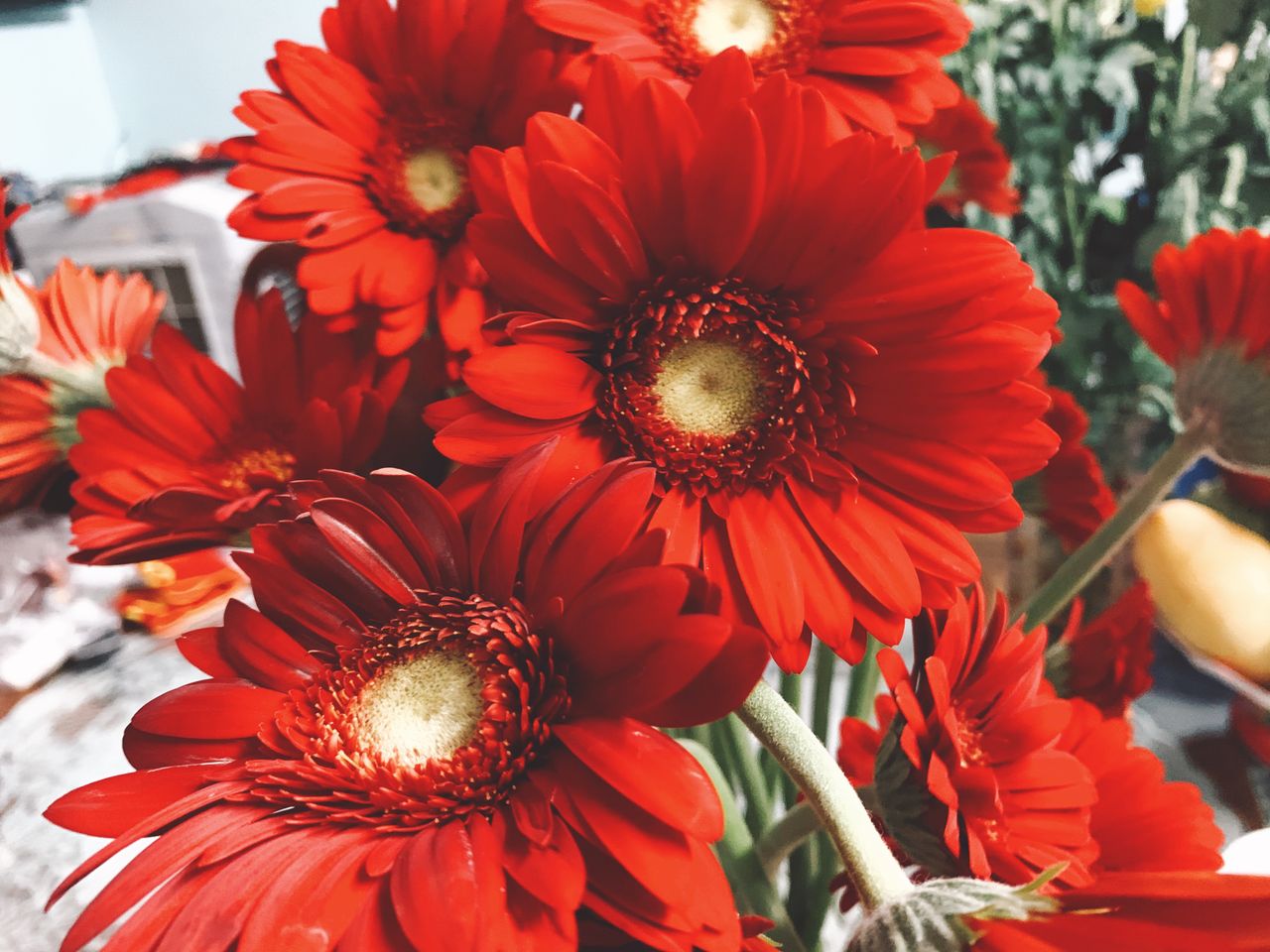 Bright red gerbera daisies in full bloom, showcasing their vibrant petals. Perfect for floral art.