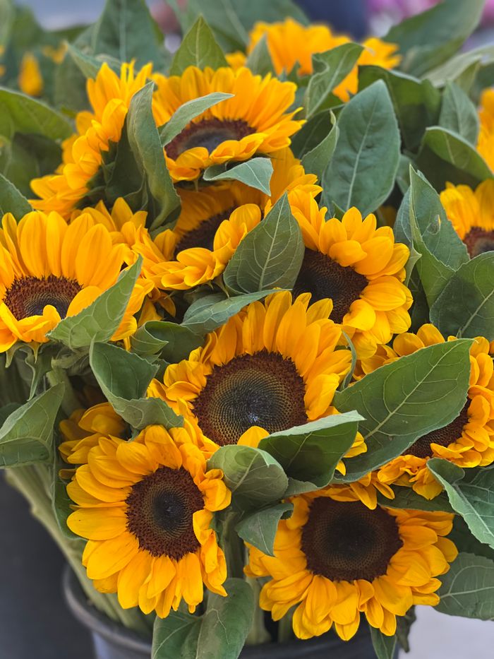 Bright sunflowers with lush green leaves in a striking bouquet arrangement.