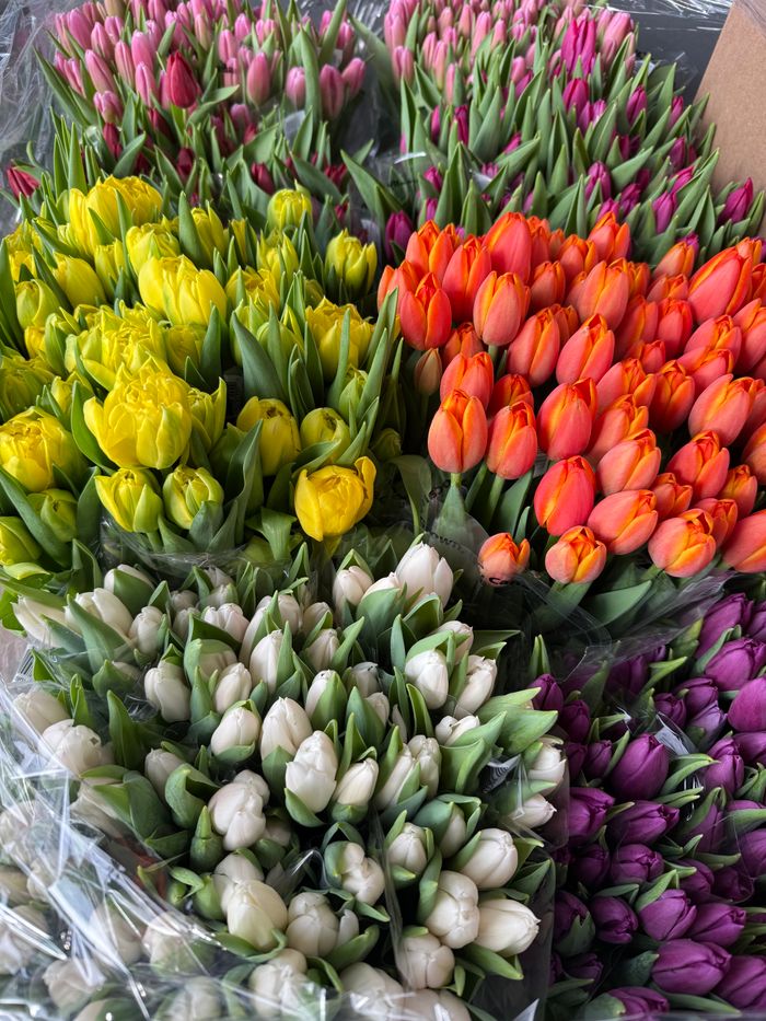 A stunning array of colorful tulips arranged for retail, featuring yellow, red, white, and purple blooms.